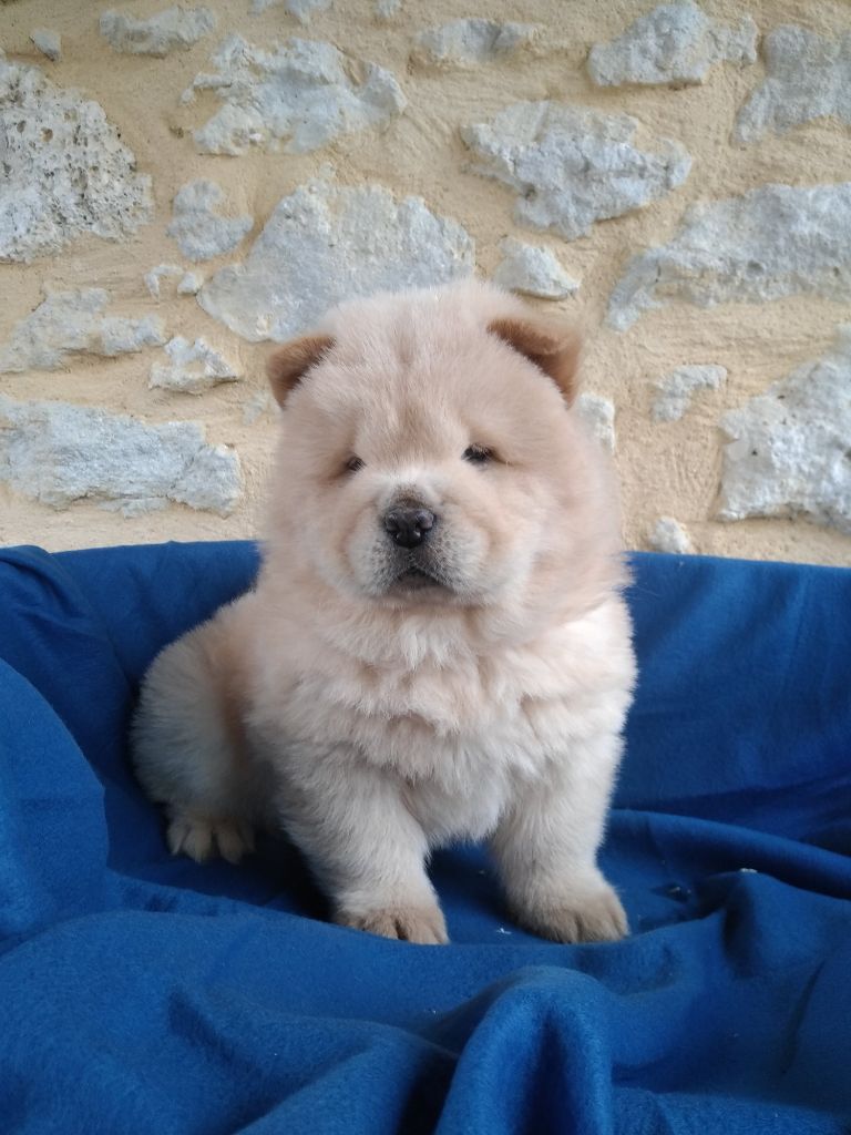 Eric Ecale - Chiot disponible  - Chow Chow